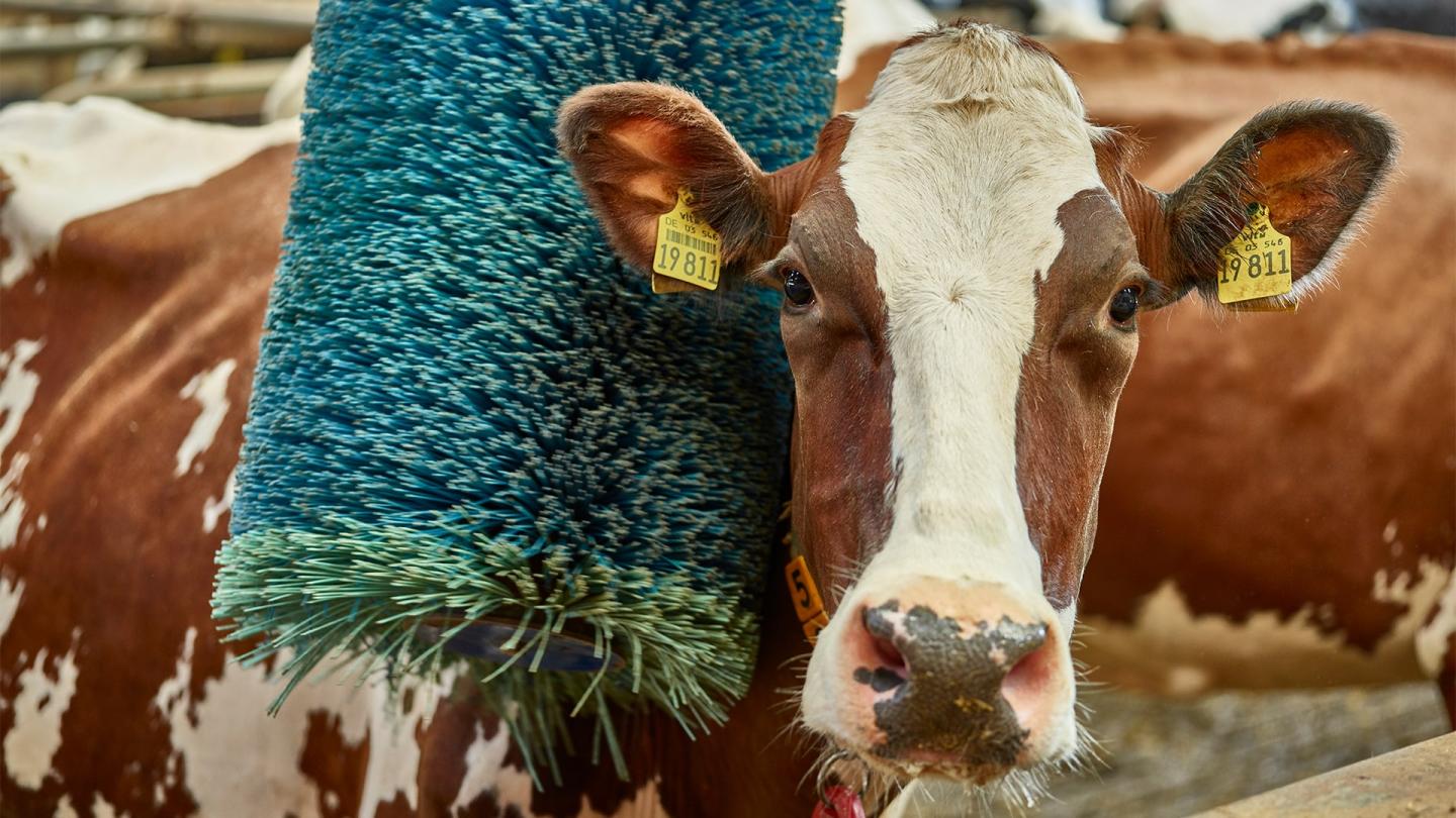 over-ons-boeren-koeien-welzijn over-ons-boeren-koeien-welzijn